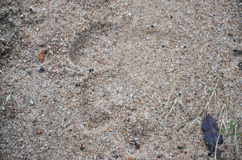 Melanie Heinrich - travel images - Lion Sands Private Game Reserve